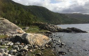 Strand ved skog